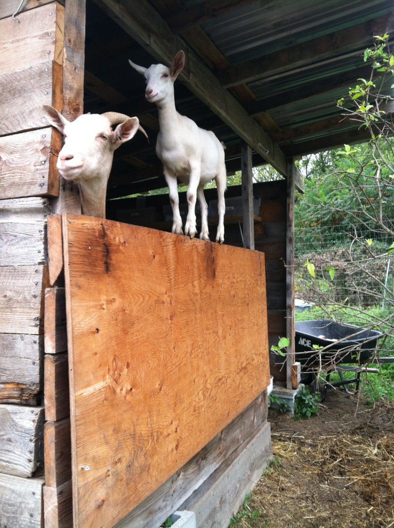 Goat Run In Shed Plans lawn mower shed designs « dobrunook