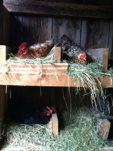 Three Chickens Nesting