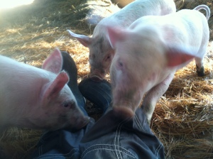 Hanging out, being devoured by piglets.