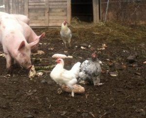 Molly and her not-Bantam baby hanging with the pigs.