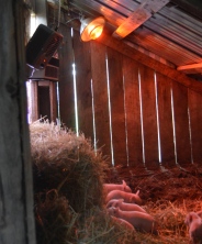 Hay and Heat Lamps and Space Heaters... Oh My!